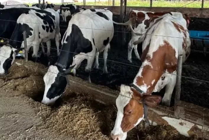 Monitoramento da dieta melhora produção de leite e reduz desperdícios na fazenda