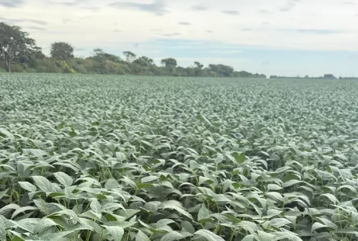 Soja atinge 143,77 sacas por hectare na Bahia com rotação de culturas e manejo do solo