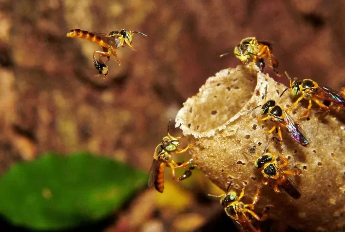 Brasil tem 93 espécies de abelhas sem ferrão mapeadas em novo painel de polinizadores
