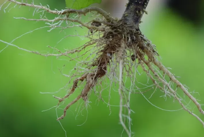 Nematoides ameaçam produtividade das lavouras e causam prejuízos bilionários no Brasil