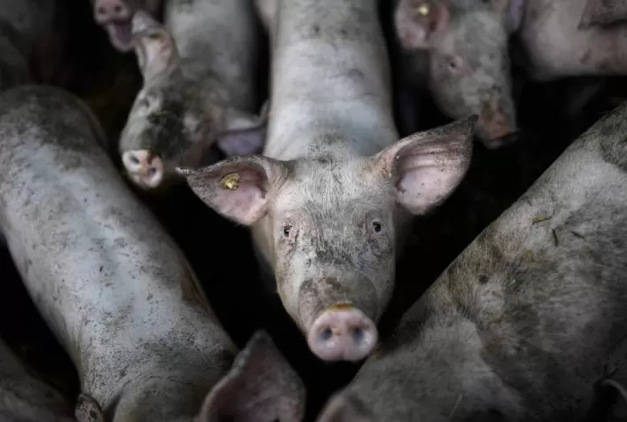 Crise dos antibióticos amplia debate sobre bem-estar animal na produção de carne brasileira