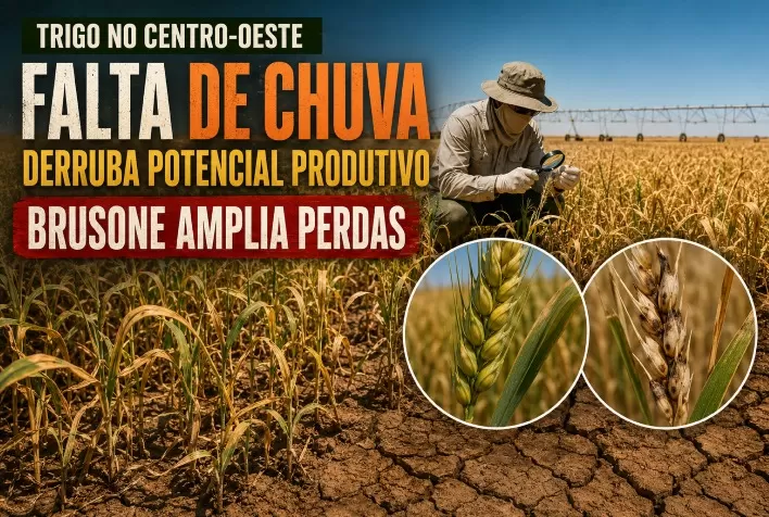 Falta de chuva derruba potencial produtivo do trigo no Centro-Oeste e brusone amplia perdas