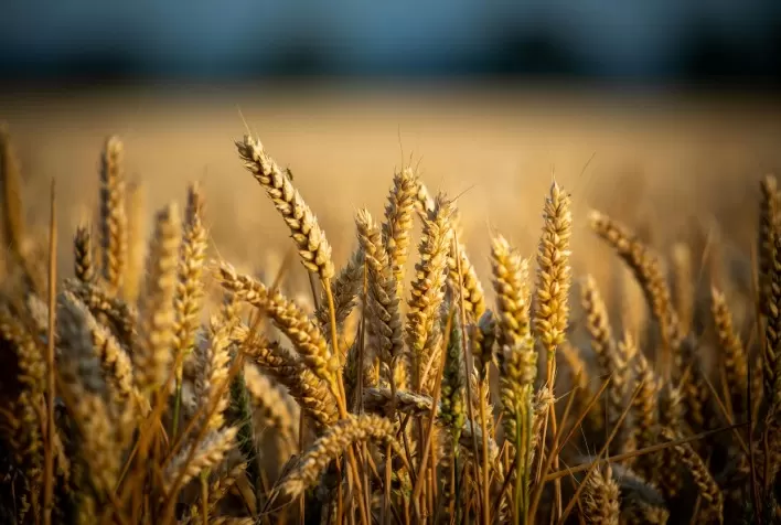 Mercado de trigo encerra agosto com oferta restrita e preços divergentes no Brasil