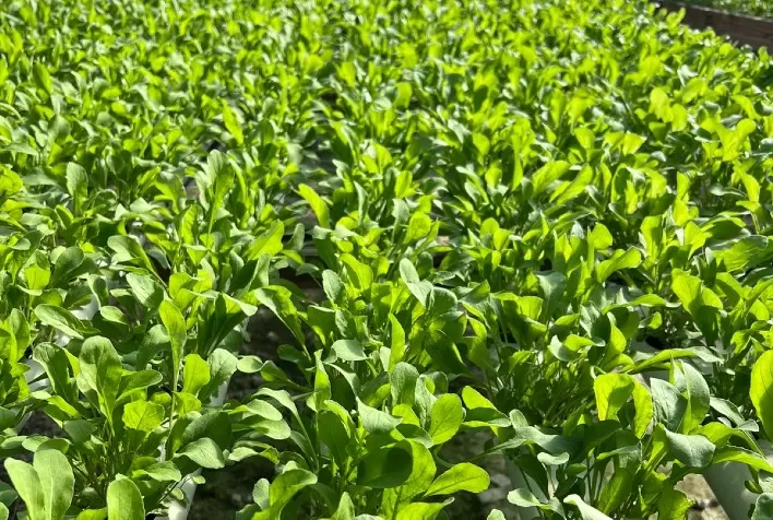 Rúcula de ciclo rápido melhora planejamento da produção e pode elevar rentabilidade