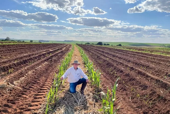 Cana-de-açúcar atinge 199,2 toneladas por hectare com variedade CTC9007 em São Paulo