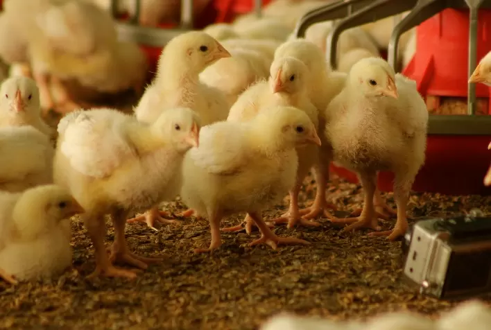 Nutrição de matrizes pesadas nas fases iniciais determina produção de ovos férteis e eclosão