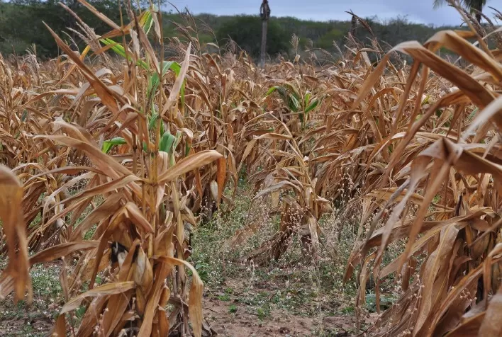 El Niño ameaça safra 2026/27 e coloca genética do milho no centro do planejamento