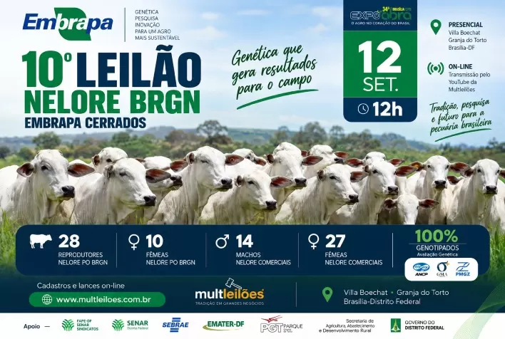 Leilão Nelore BRGN oferta 79 bovinos com genética desenvolvida pela Embrapa