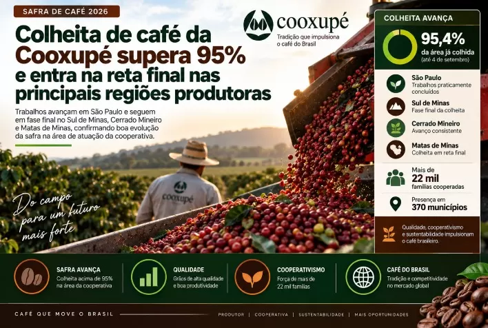 Colheita de café da Cooxupé supera 95% e entra na reta final nas principais regiões produtoras