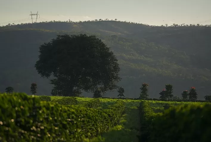 Região do Cerrado Mineiro lança prêmio de R$ 40 mil para cafeicultura regenerativa