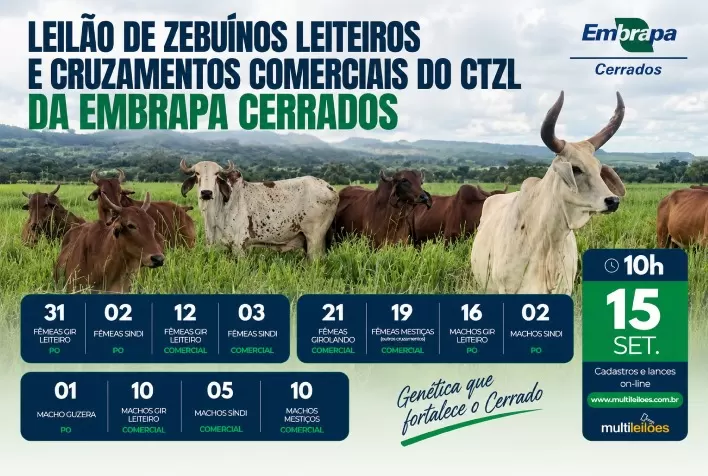 Embrapa realiza leilão on-line com 132 bovinos das raças Gir Leiteiro, Sindi e Guzerá