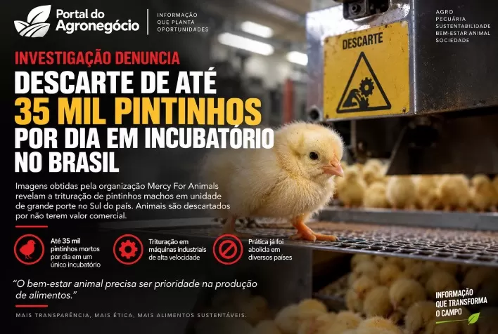Investigação denuncia descarte de até 35 mil pintinhos por dia em incubatório no Brasil