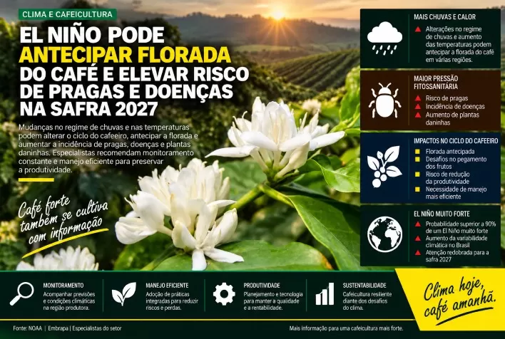 El Niño pode antecipar florada do café e elevar risco de pragas e doenças na safra 2027