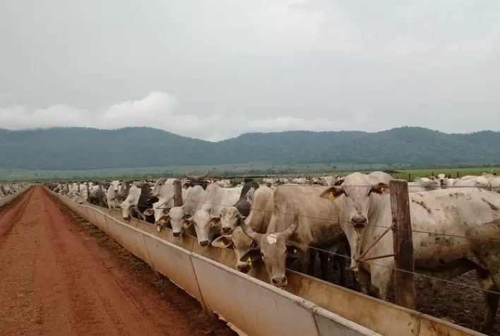 Margem do confinamento pode chegar a R$ 1,2 mil por cabeça no fim de 2026, aponta Cepea