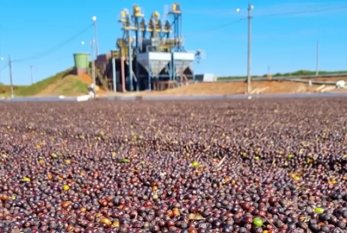 Colheita do café arábica atinge 99% no Cerrado Mineiro e florada antecipa atenção para a próxima safra