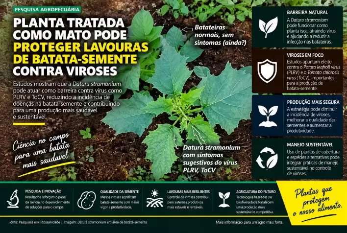 Planta tratada como mato pode proteger lavouras de batata-semente contra viroses