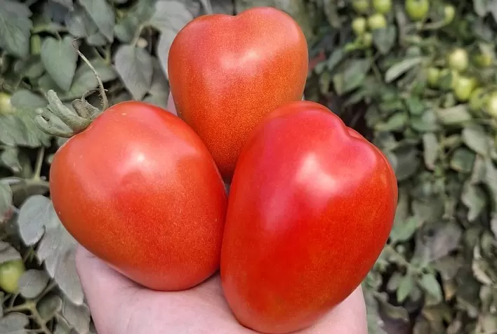Clima adverso e doenças elevam riscos no cultivo de tomate saladete