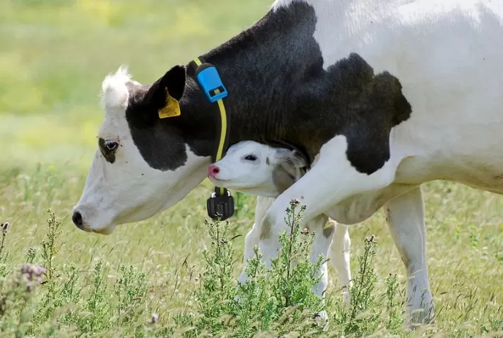 Bem-Estar Animal, Bem-Estar Único e Saúde Única: entenda as diferenças e os impactos no agronegócio