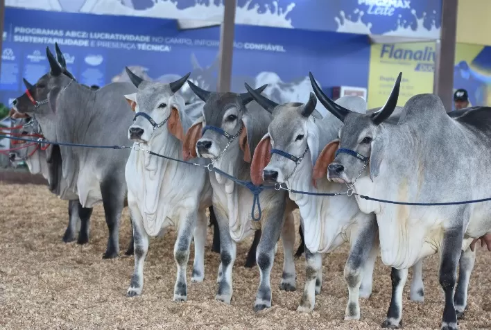 Exposição Nacional do Guzerá abre inscrições para animais e destaca genética bovina em Uberaba