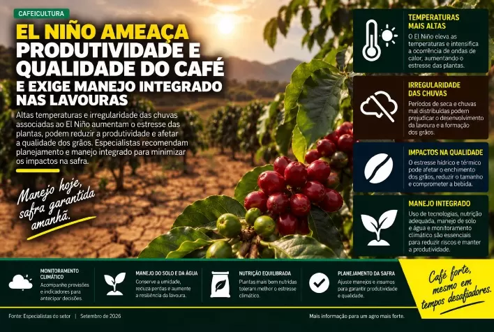 El Niño ameaça produtividade e qualidade do café e exige manejo integrado nas lavouras