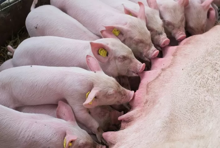 Perdas gestacionais reduzem número de leitões e pressionam rentabilidade na suinocultura