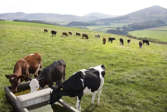 Manejo de bezerras reduz mortalidade e influencia produtividade futura do rebanho leiteiro