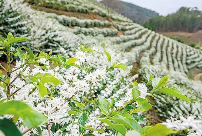 Clima favorável e primeiras floradas elevam expectativa para safra de café 2027/28