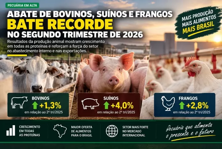 Abate de bovinos, suínos e frangos bate recorde no segundo trimestre de 2026