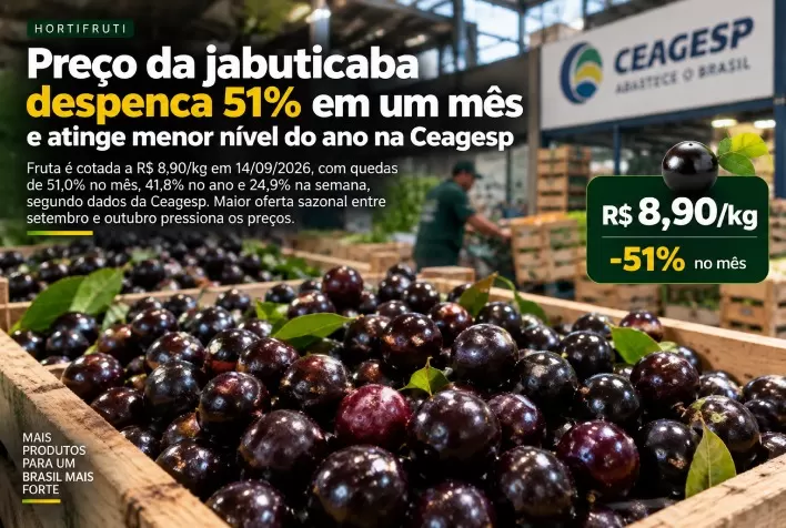Preço da jabuticaba despenca 51% em um mês e atinge menor nível do ano na Ceagesp
