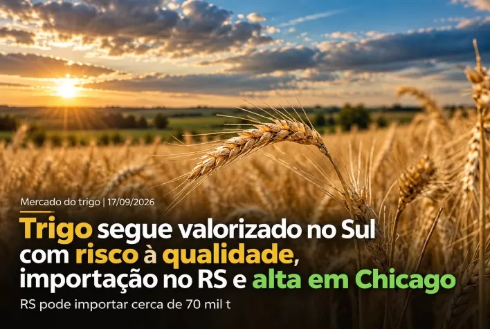 Trigo segue valorizado no Sul com risco à qualidade, importação no RS e alta em Chicago