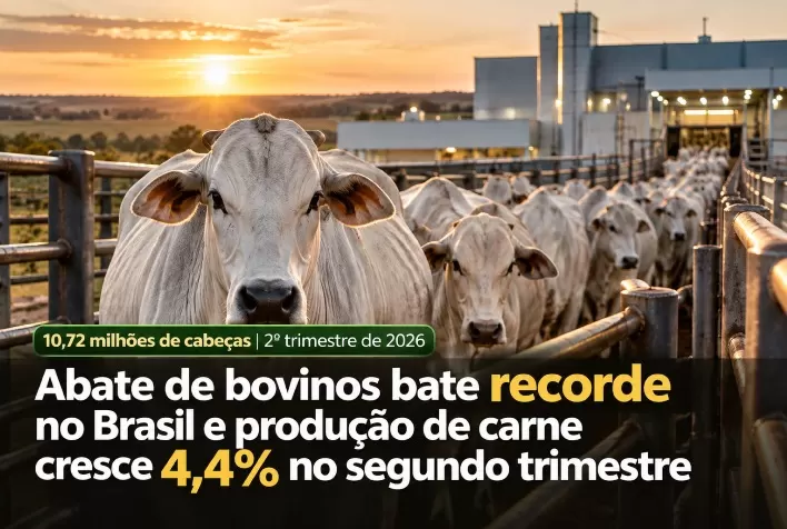 Abate de bovinos bate recorde no Brasil e produção de carne cresce 4,4% no segundo trimestre