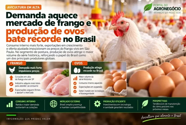 Demanda aquece mercado de frango e produção de ovos bate recorde no Brasil