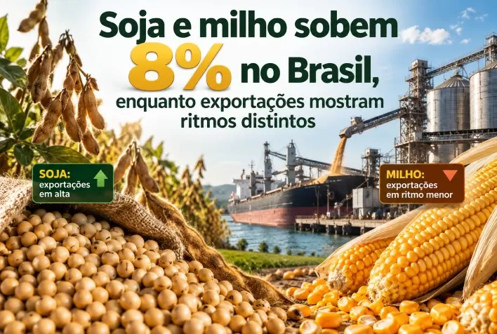 Soja e milho sobem 8% no Brasil, enquanto exportações mostram ritmos distintos