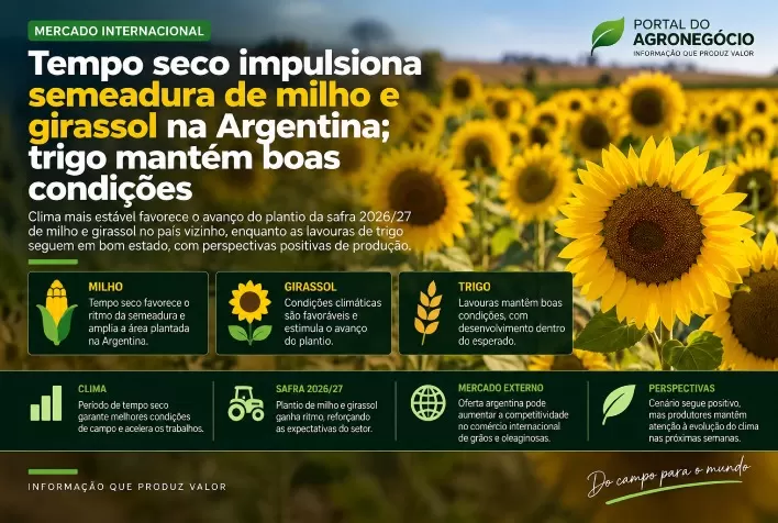 Tempo seco impulsiona semeadura de milho e girassol na Argentina; trigo mantém boas condições