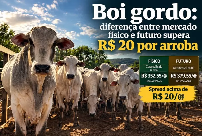 Boi gordo: diferença entre mercado físico e futuro supera R$ 20 por arroba