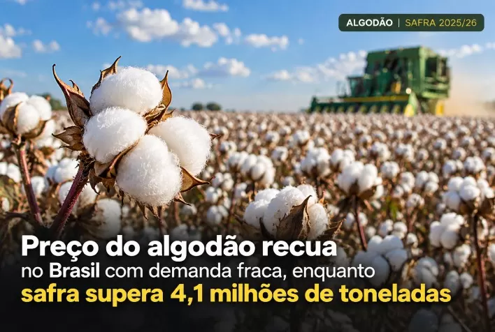 Preço do algodão recua no Brasil com demanda fraca, enquanto safra supera 4,1 milhões de toneladas