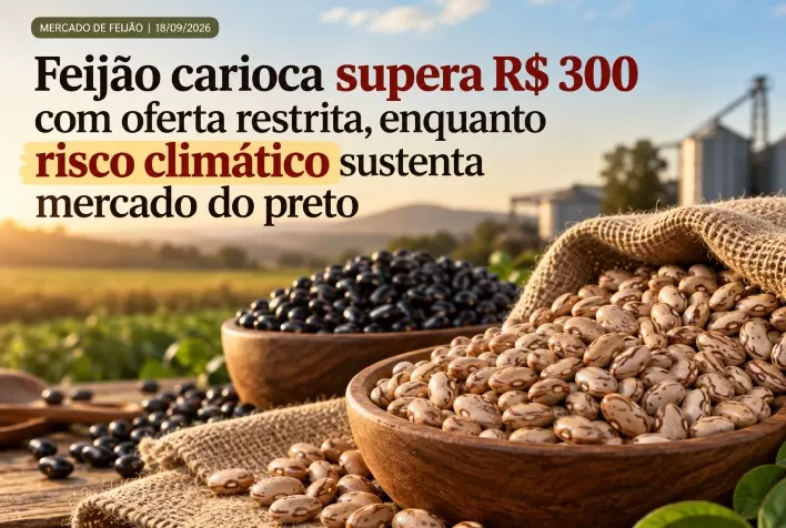 Feijão carioca supera R$ 300 com oferta restrita, enquanto risco climático sustenta mercado do preto