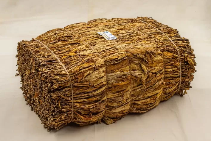 Tabaco brasileiro conclui pré-inspeção para exportação à China sem registro de pragas