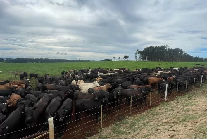 Pecuária intensiva exige mais reservas de alimento diante de extremos climáticos
