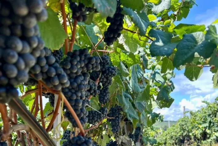Nebbiolo e Marzemino passam por testes na Serra Gaúcha para revelar potencial de novos vinhos