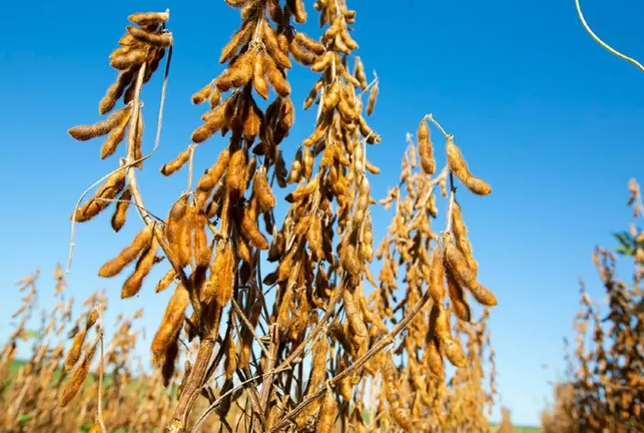 Soja STS: análise genética identifica 62 cultivares tolerantes a sulfonilureias no Brasil