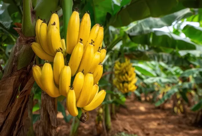 Broca-do-rizoma ameaça bananais e pode provocar perdas de até 80% na produção