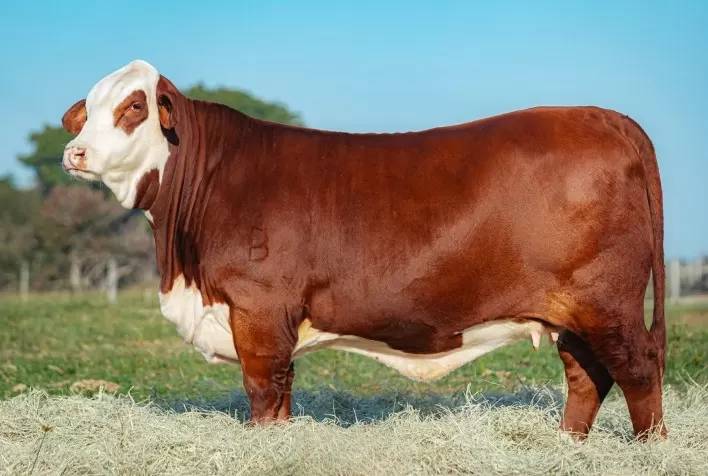 Hereford e Braford movimentam R$ 2,6 milhões e respondem por 75,6% dos negócios bovinos na Expointer 2026