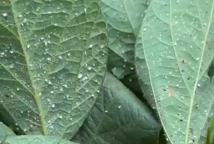 El Niño pode aumentar pressão da mosca-branca na soja e elevar risco para lavouras do Matopiba