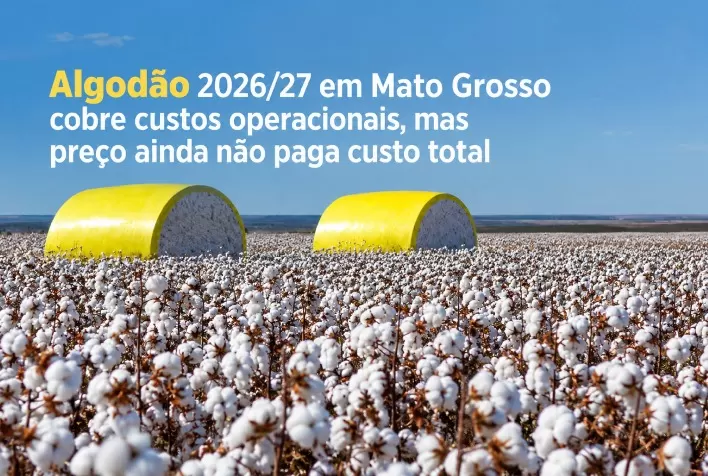 Algodão 2026/27 em Mato Grosso cobre custos operacionais, mas preço ainda não paga custo total