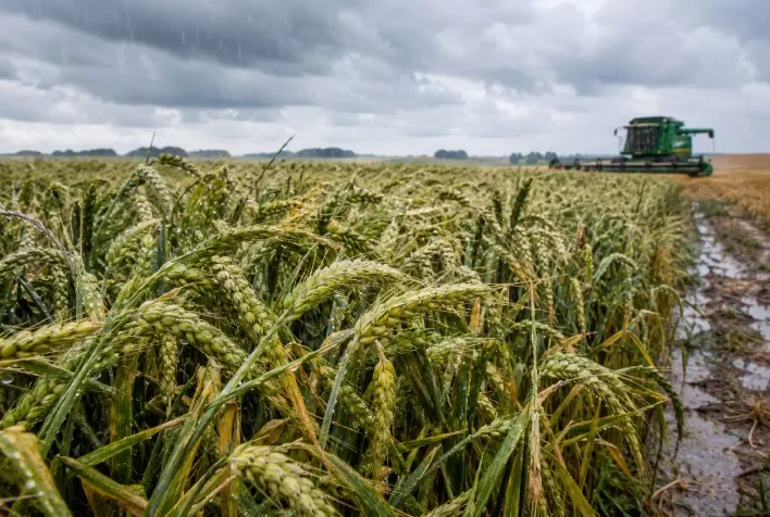 Excesso de chuva afeta trigo em São Paulo e Paraná; colheita nacional chega a 21,6%