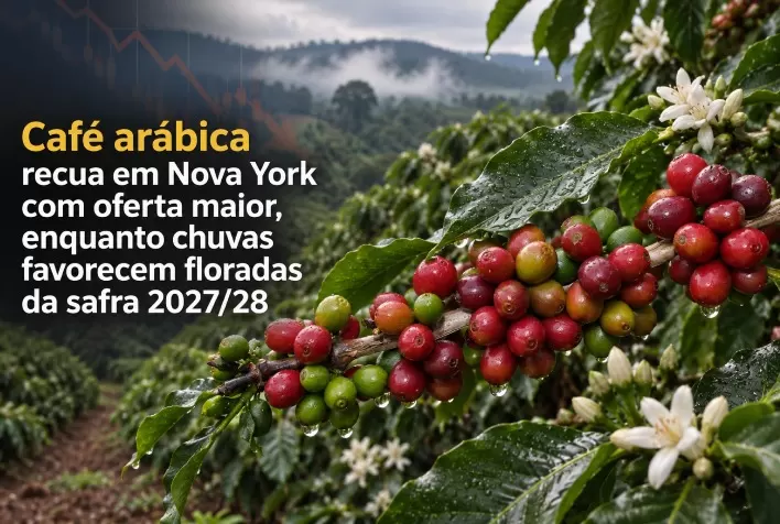 Café arábica recua em Nova York com oferta maior, enquanto chuvas favorecem floradas da safra 2027/28