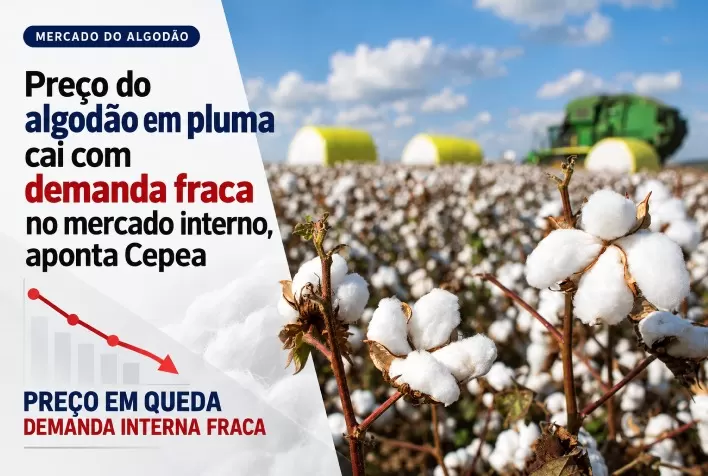 Preço do algodão em pluma cai com demanda fraca no mercado interno, aponta Cepea