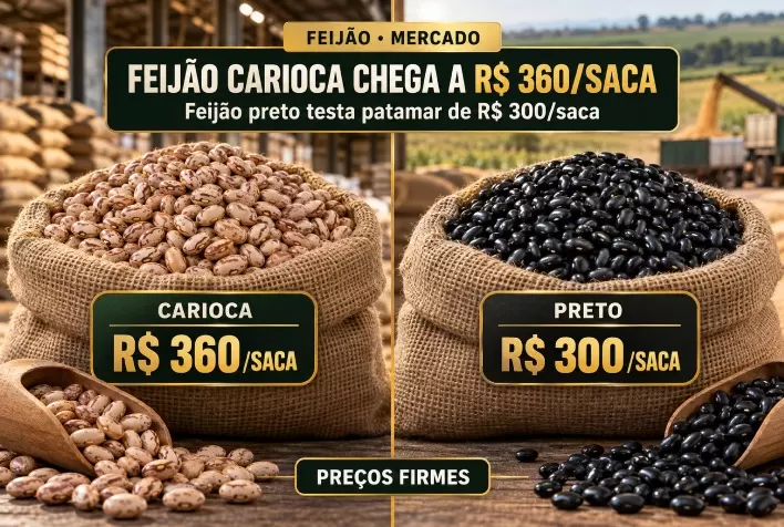 Feijão carioca chega a R$ 360 por saca, enquanto feijão preto testa patamar de R$ 300