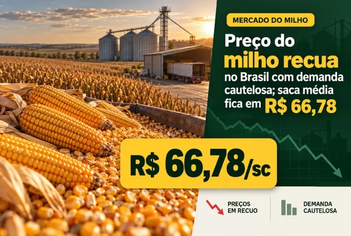 Preço do milho recua no Brasil com demanda cautelosa; saca média fica em R$ 66,78